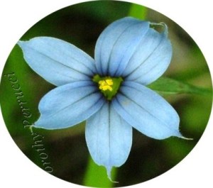 cloisonne flower blue-eye