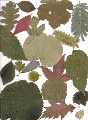 leaves2
